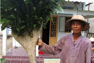 Hiếu kỳ xem cây phát tài giống “chân rồng”