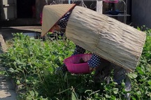 Độc đáo nghề truyền thống chằm áo tơi gần 200 năm tuổi