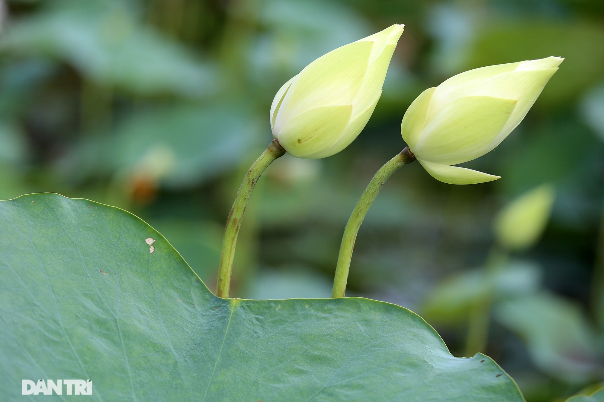 Thăm đầm sen ở Hà Nội có đến 167 loài, đa dạng nhất Việt Nam - 12