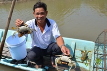 Nuôi cua trong vuông tôm cho thêm thu nhập từ 40 - 50 triệu đồng/ha