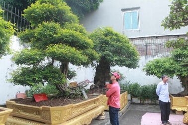 Bộ sưu tập khế cổ "độc nhất vô nhị", đại gia trả chục tỷ đồng không bán