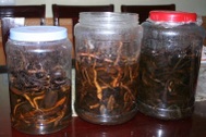 Một người tử vong nghi do uống rượu ngâm rễ cây rừng