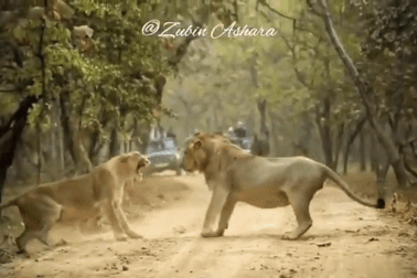 Sư tử cái gầm gào, tát liên tiếp vào mặt con đực