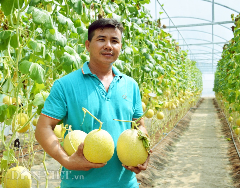 Vườn dưa khủng độc nhất Cà Mau: Toàn loại độc, lạ - 13 Vườn dưa khủng độc nhất Cà Mau: Toàn loại độc, lạ - 13