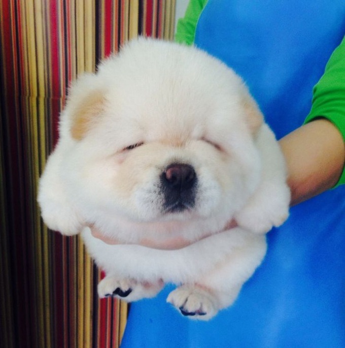 Loạt hình chứng minh cún chow chow mới cái đồ đáng yêu nhất quả đất, ai nhìn cũng muốn lao vào nựng một cái - Ảnh 2. Loạt hình chứng minh cún chow chow mới cái đồ đáng yêu nhất quả đất, ai nhìn cũng muốn lao vào nựng một cái - Ảnh 2.