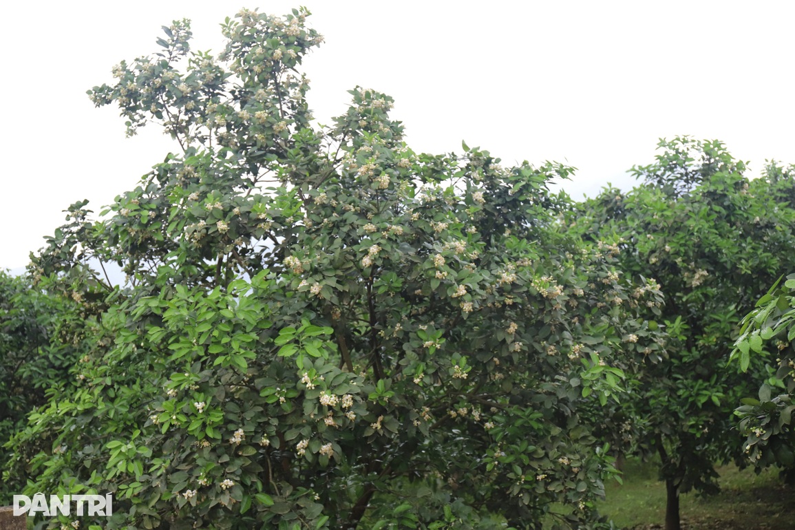Bí quyết se duyên cho cây đặc sản để tăng năng suất gấp 3 lần - 2 Bí quyết se duyên cho cây đặc sản để tăng năng suất gấp 3 lần - 2