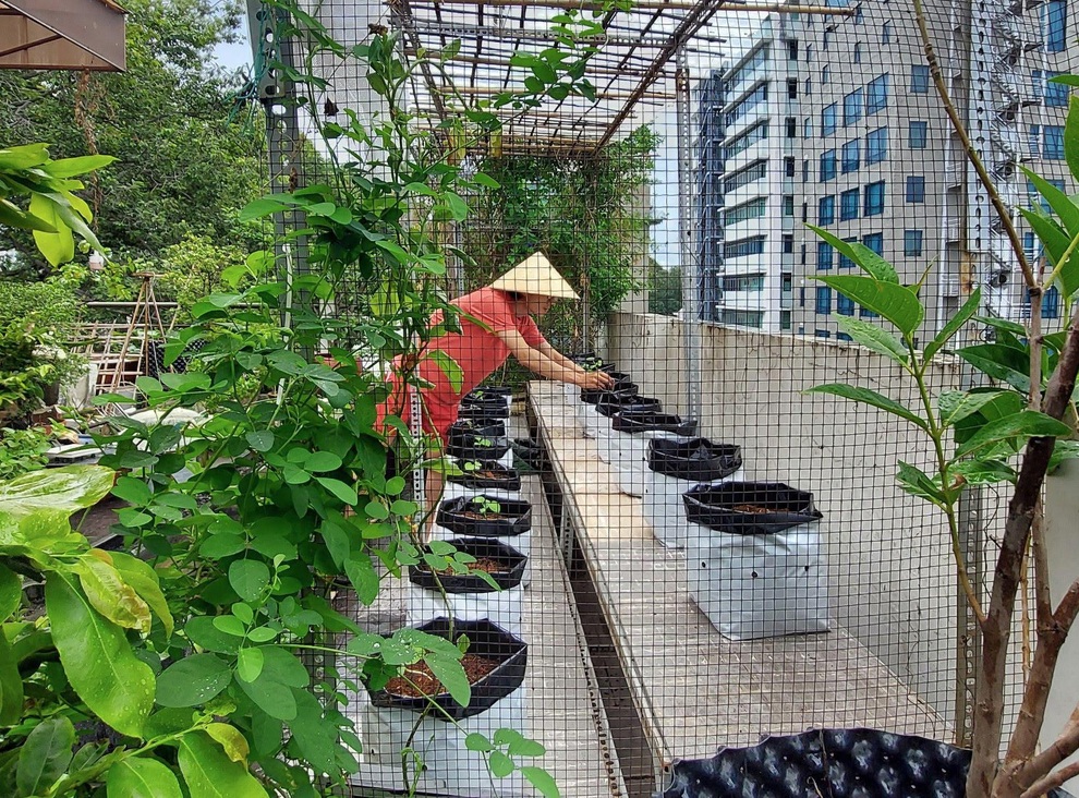 Kiến trúc sư lột xác sân thượng cũ bằng khu vườn sum suê giữa TPHCM - 1