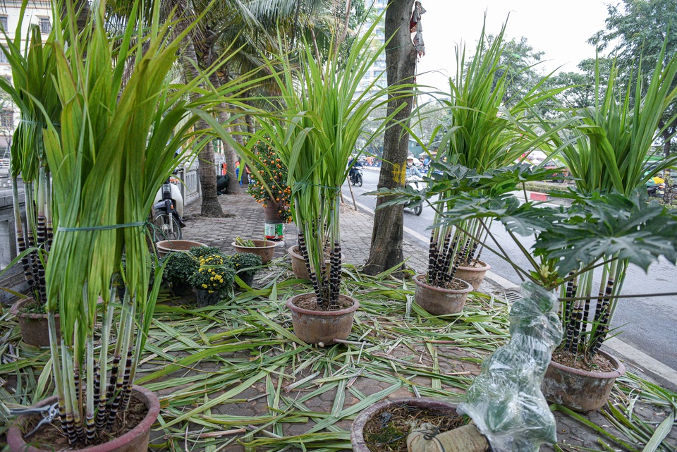 Mía tím lên chậu giá cả triệu đồng đắt hàng dịp Tết - 2 Mía tím lên chậu giá cả triệu đồng đắt hàng dịp Tết - 2