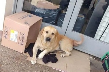 Cảm động chú chó trung thành chờ chủ trước cửa bệnh viện