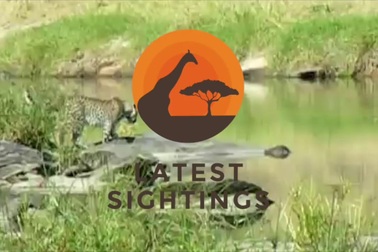 Xem báo đốm dùng “tuyệt chiêu” để săn cá