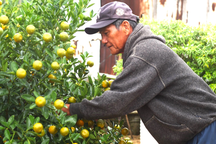 Làng quất cảnh Hội An tất bật cho mùa làm ăn lớn nhất năm