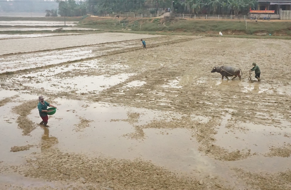 Người dân vùng ngập lụt lịch sử nỗ lực khôi phục sản xuất để đón Tết - 2 Người dân vùng ngập lụt lịch sử nỗ lực khôi phục sản xuất để đón Tết - 2