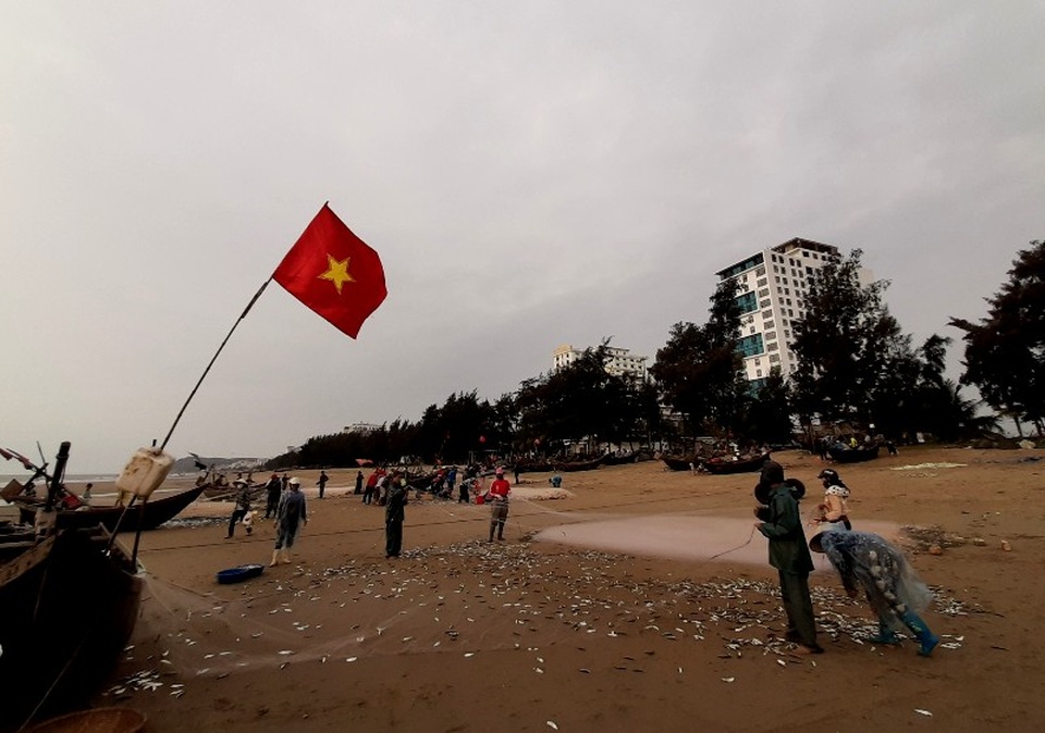 Thanh Hoá: “Hốt bạc” mùa cá trích ở Sầm Sơn - 4 Thanh Hoá: “Hốt bạc” mùa cá trích ở Sầm Sơn - 4
