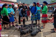 Chợ phiên Mèo Vạc: Độc lạ cảnh phụ nữ buộc dây dắt lợn, chó xuống chợ bán