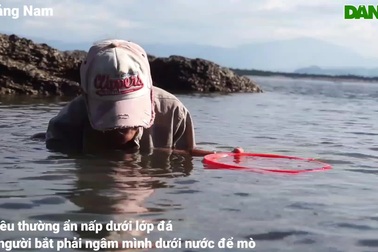 Ngư dân bới bùn đá tìm "hạt ngọc" của biển