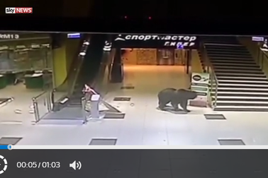 Nga: Gấu hoang dã gây náo loạn trung tâm mua sắm