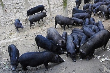 Kỳ lạ giống "lợn đen đồng bào" nuôi không kịp lớn để bán