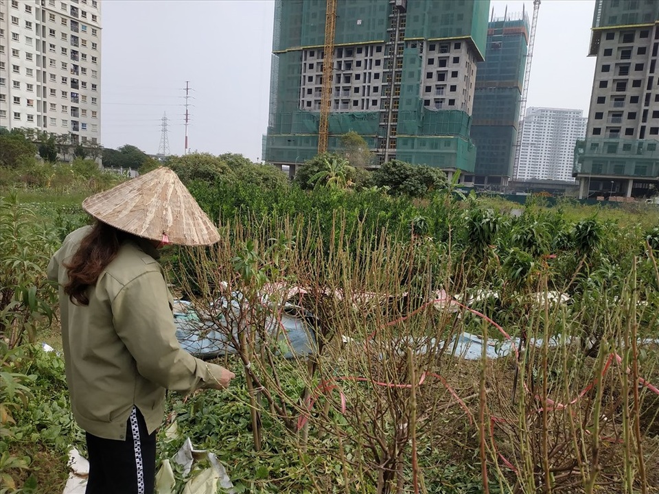 Người dân cay đắng nhìn hàng nghìn gốc đào “ngủ gật” khi Tết sắp về - 10 Người dân cay đắng nhìn hàng nghìn gốc đào “ngủ gật” khi Tết sắp về - 10