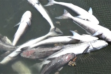 Cá bè chết hàng loạt, dân kéo lên tỉnh đòi gặp lãnh đạo