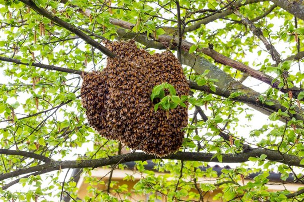Người đàn ông bị hàng trăm con ong đốt chết, tổ ong nặng gần 46 kg - 1 Người đàn ông bị hàng trăm con ong đốt chết, tổ ong nặng gần 46 kg - 1