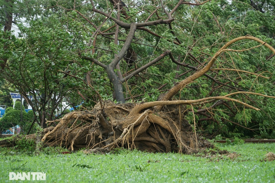 Đà Nẵng: Người dân phá rào vượt cầu Rồng trong cơn bão tố - 7 Đà Nẵng: Người dân phá rào vượt cầu Rồng trong cơn bão tố - 7
