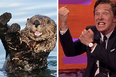 Bật cười với những biểu cảm hài hước của tài tử Oscar Benedict Cumberbatch