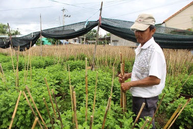 Kiếm hơn 100 triệu đồng nhờ trồng hoa cúc dịp Tết