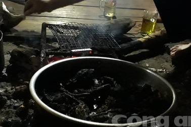 Căng thẳng săn "chuột quý tộc" ở Kon Tum