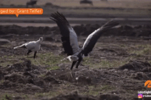 Thỏ bị chim săn mồi dùng chân đạp cho "tối tăm mặt mũi" đến chết