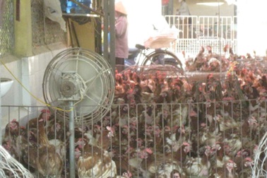 Gà thải Trung Quốc chứa tồn dư kháng sinh, chất độc hại