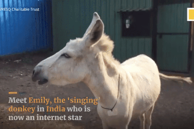 Chú lừa “biết hát” gây bão trên mạng xã hội