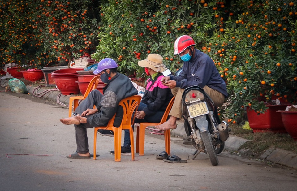 Quất, đào đổ gục trước Tết, dân buôn như ngồi trên đống lửa - 6 Quất, đào đổ gục trước Tết, dân buôn như ngồi trên đống lửa - 6