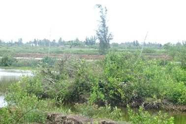 Cải tạo đầm tôm, bị điện giật chết   