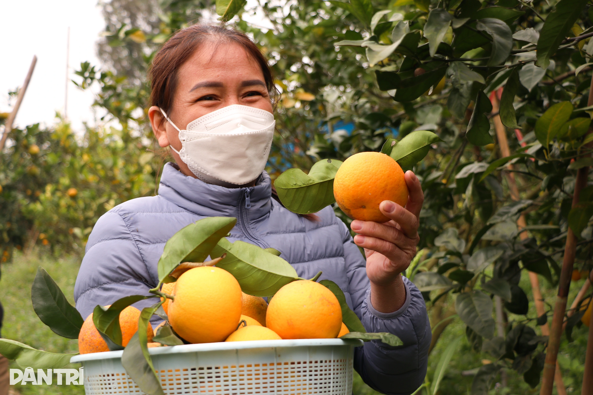 Làm giàu với loại đặc sản đi vào thơ ca, mỗi quả tương đương... một yến lúa - 11 Làm giàu với loại đặc sản đi vào thơ ca, mỗi quả tương đương... một yến lúa - 11