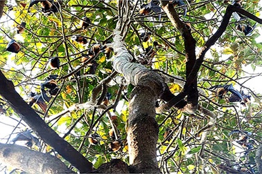 Độc đáo ngôi chùa có hàng triệu con dơi