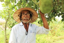 Lão nông "bắt" cây ra quả trên đất cằn, thu hàng trăm triệu đồng mỗi năm