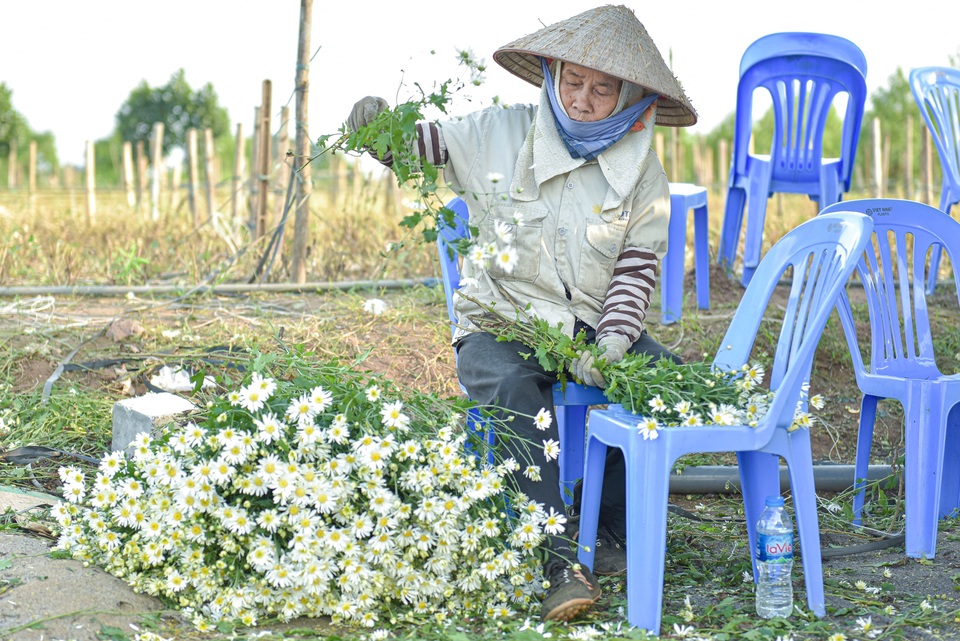 Người Nhật Tân thu bạc triệu mỗi ngày từ cúc họa mi vào mùa - 5 Người Nhật Tân thu bạc triệu mỗi ngày từ cúc họa mi vào mùa - 5