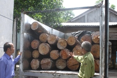 Lâm tặc tấn công kiểm lâm để cướp tang vật