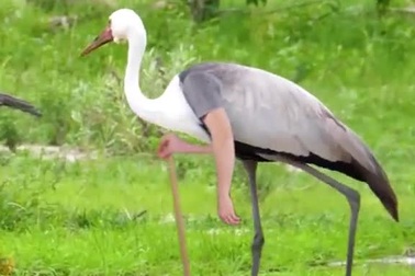 Cười nghiêng ngả với clip gắn tay cho các loài chim