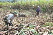 Vì sao Hiệp hội Mía đường “sát phạt” công ty của bầu Đức?