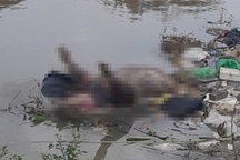 Xác lợn trôi lềnh bềnh dưới mương nước, dân lo dịch bùng phát