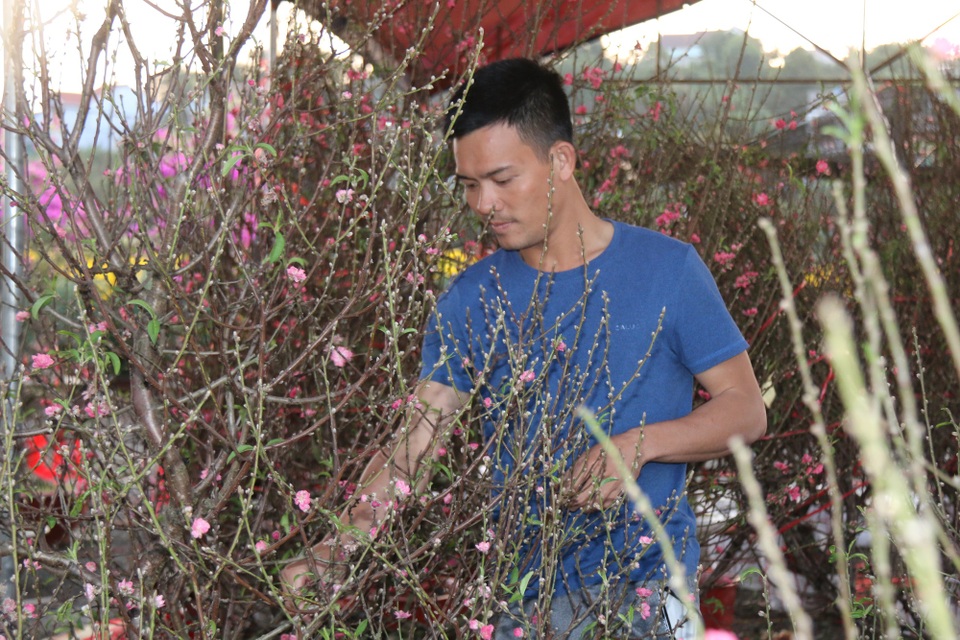 Mùa xuân phương Bắc theo chân hoa đào vào Tây Nguyên - 1 Mùa xuân phương Bắc theo chân hoa đào vào Tây Nguyên - 1