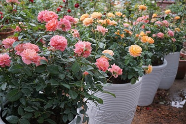 Chậu hoa hồng nghệ thuật- Thú chơi mới trong mùa Tết năm nay