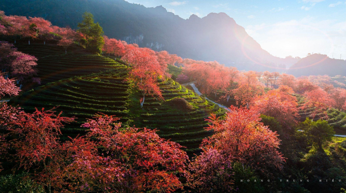 Những rặng anh đào như dải lụa hồng mềm mại vắt quanh đồi chè xanh mướt tại đồi chè Ô Quy Hồ