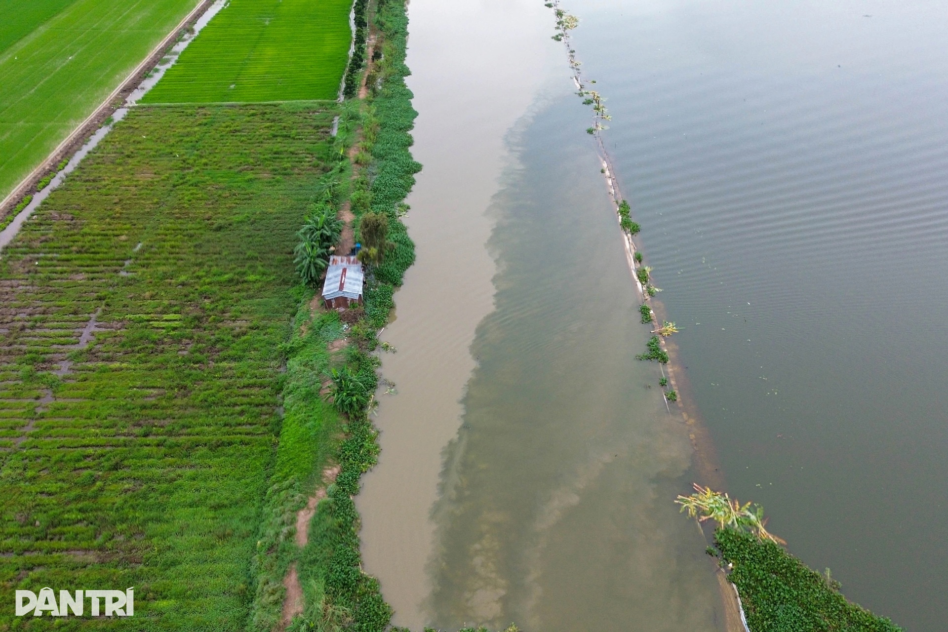Nông dân miền Tây lo mất Tết vì sạt lở, vỡ đê, nước ngập bủa vây - 4