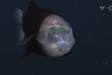 Thứ tồn tại dưới đáy biển vẫn là "lỗ hổng lớn" trong kiến thức khoa học