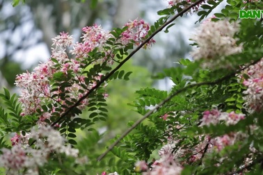 Ngắm muồng hoa đào bung nở đẹp mê hồn ở Hà Nội