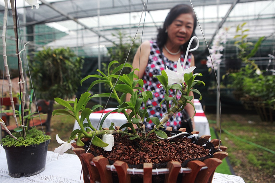 Chiêm ngưỡng những giỏ hoa lan đột biến hiếm có giá hàng trăm triệu - 8 Chiêm ngưỡng những giỏ hoa lan đột biến hiếm có giá hàng trăm triệu - 8