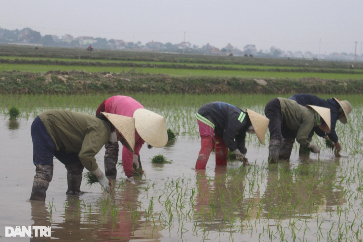 Nghề bán mặt cho đất, bán lưng cho trời kiếm 300 nghìn mỗi ngày - 3 Nghề bán mặt cho đất, bán lưng cho trời kiếm 300 nghìn mỗi ngày - 3