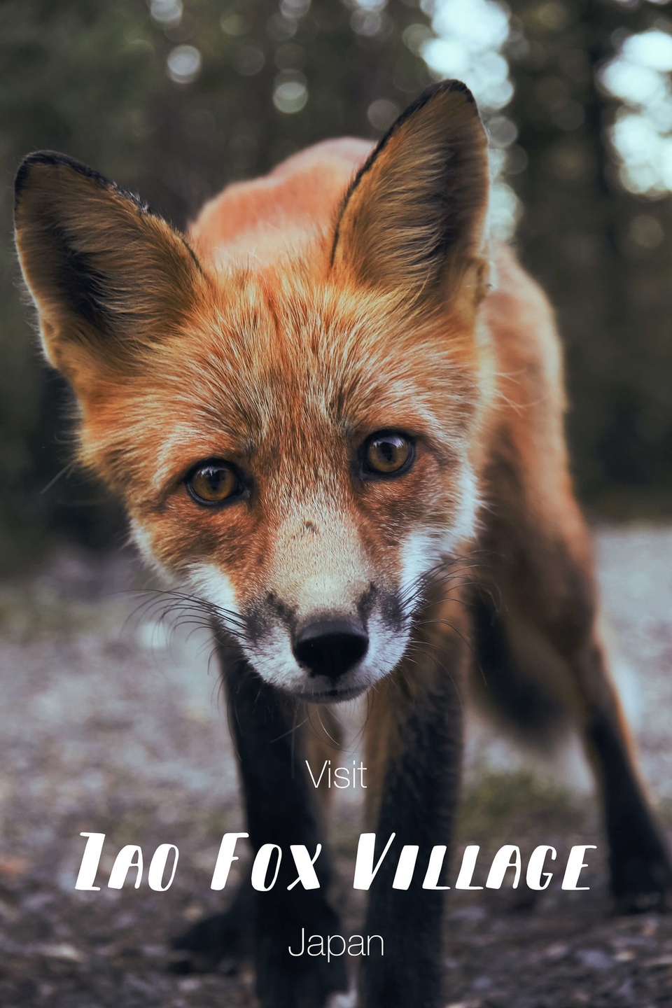 Ngôi làng kỳ lạ với bầy cáo đáng yêu - 8